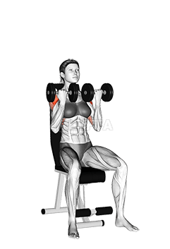 Haltère Arnold Press demonstration