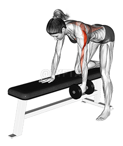 Dumbbell One Arm Bent over Row demonstration