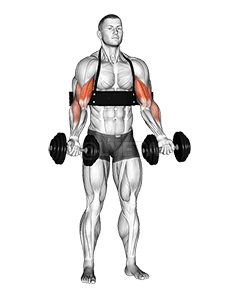 Dumbbell Biceps Curl demonstration