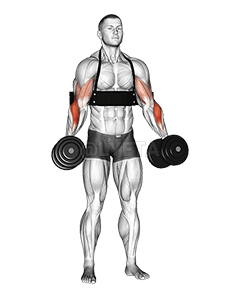 Curl de martillo con mancuernas demonstration