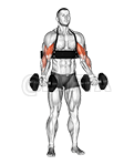 Thumbnail for the video of exercise: Dumbbell Alternate Biceps Curl