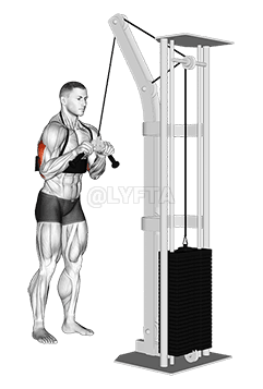 Thumbnail for the video of exercise: Cable Triceps Pushdown