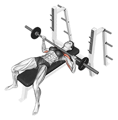 Bankdrücken mit der Langhantel demonstration