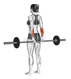 Сгибание запястий со штангой стоя назад demonstration