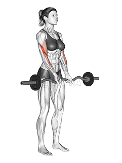 EZ EZ Shtangës Mbyll kapje Curl demonstration