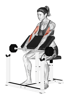 Barbell Reverso Predicador Curl rehegua demonstration