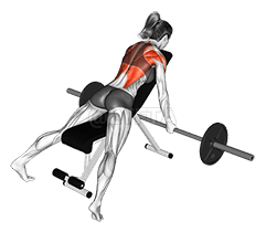 Barbell Reverse Grip Incline Row demonstration