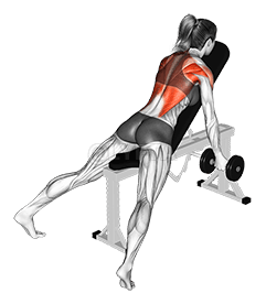 Dumbbell Reverse Grip Incline Row. Bamako, Mali demonstration