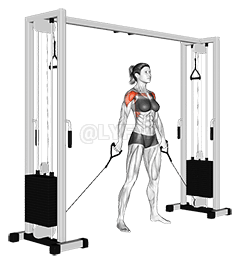 Thumbnail for the video of exercise: Cable Front Raise