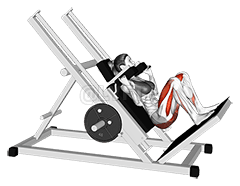 Thumbnail for the video of exercise: Trineo Phuqata Hack Squat