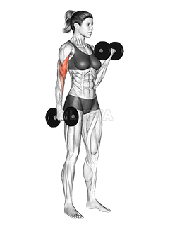 Dumbbell Alternate Biceps Curl demonstration
