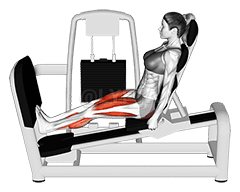 Thumbnail for the video of exercise: Приседания с рычагом. Подъем на носки на жиме ногами.