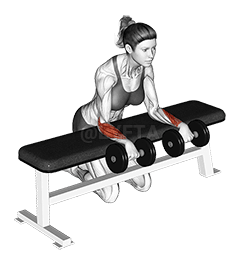 Curl da polso con manubri sopra la panca demonstration