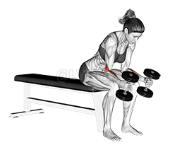 Curl du poignet neutre assis avec haltères demonstration