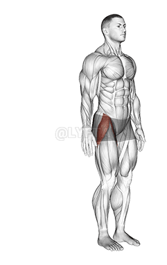 髋关节 - 外展 - 关节 demonstration