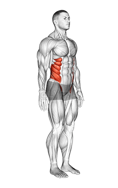 रीढ़ की हड्डी demonstration