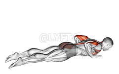 Thumbnail for the video of exercise: Seal Push up