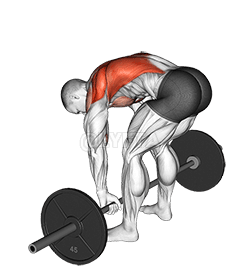 Image of Barbell Pendlay Row