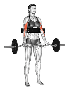Biceps Curl batang EZ demonstration