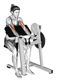 Lever Preacher Curl demonstration