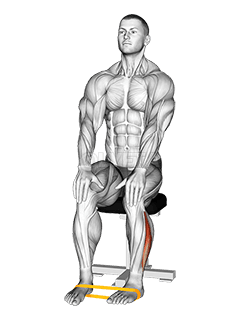 Rotation externe du pied avec bande de résistance demonstration