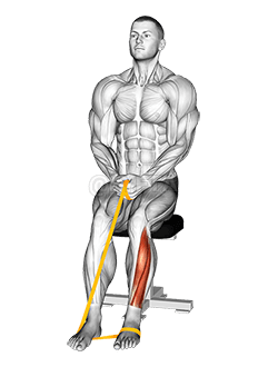 Bande de résistance Flexion plantaire du pied demonstration