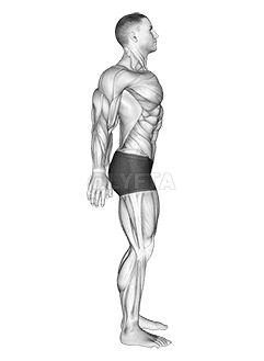 Scapula Retraction Protraction demonstration