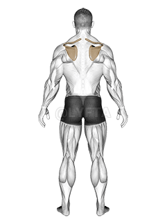 Depresi Ketinggian Skapula demonstration