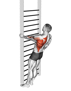 自重立位 クローズグリップ ワンアームロウ demonstration