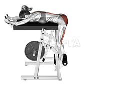 ليور ريورس هائپر ايڪسٽينشن demonstration