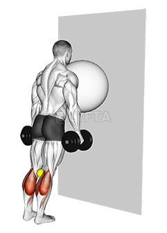 Thumbnail for the video of exercise: Exercise Ball on the Wall Calf Raise