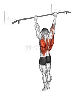 Archer Pull up demonstration