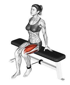 Extensión de pierna sentado con banda demonstration