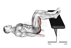 臀桥两条腿放在长凳上 demonstration