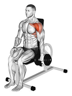 Kurzhantel-Frontheben mit einem Arm im Sitzen demonstration