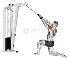 Тяга задних дельт на тросе на коленях demonstration