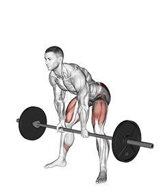 Barbell Sumo Romanian Deadlift demonstration