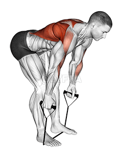 Band Bent Over row demonstration