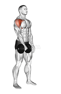 Einarmiger Frontheben mit Kurzhanteln demonstration