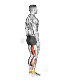 저항 밴드 다리 컬 demonstration