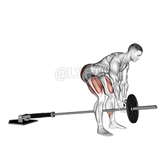 Landmine Romanian Deadlift demonstration