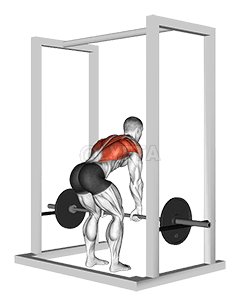 Barbell Deadstop Row bi Rack demonstration