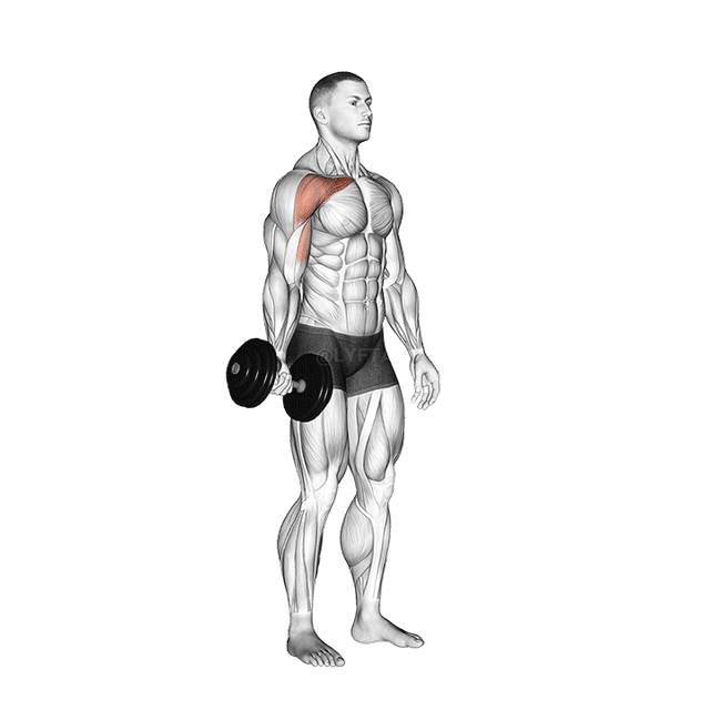 哑铃单臂低飞鸟 demonstration