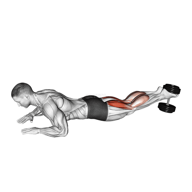 Dumbbell Lying Hamstring Curl demonstration