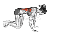 Kleeling Lat Stretch demonstration