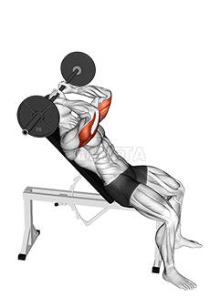 Broyeur de crâne d'extension de triceps incliné avec haltères demonstration