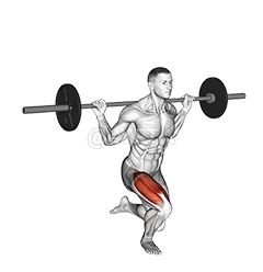 Barbell Single crus sessilesque demonstration