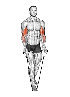 Thumbnail for the video of exercise: Band Biceps Curl