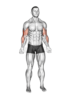 Bodyweight Standing Biceps Curl demonstration