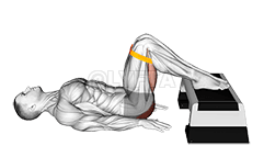 阻力带升高臀桥 demonstration